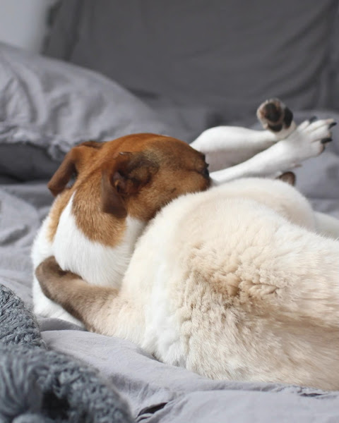 Foto 2 Dog's Shop Buritis