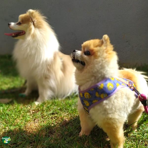 Foto 1 Animal Pet BH