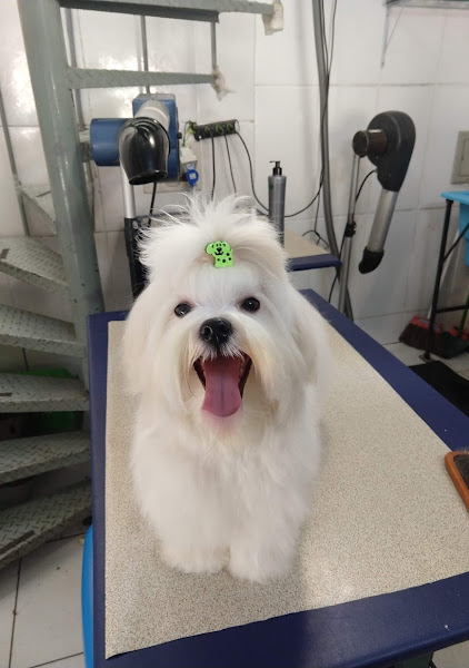 Foto 1 Cat Dog Pet Shop