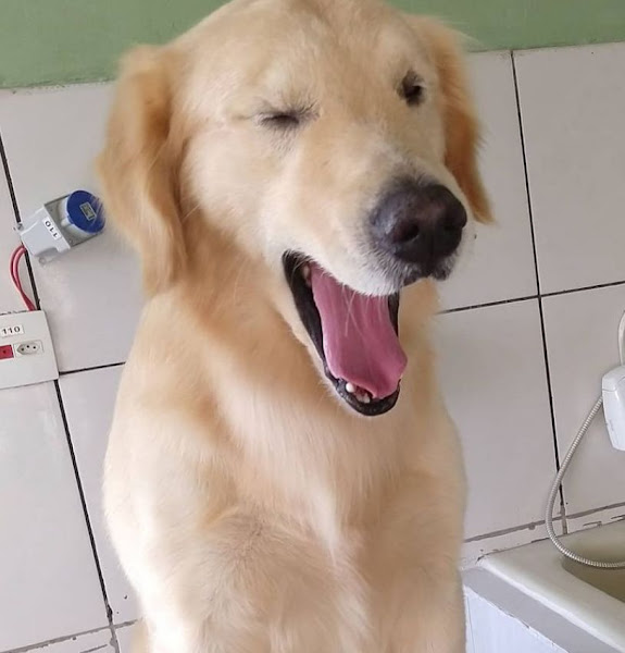 Foto 2 Cat Dog Pet Shop