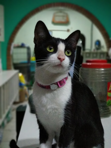 Foto 1 Belo Cão - Pet Shop