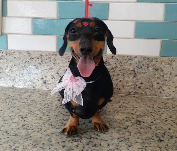 Foto 2 Lema Pet Shop