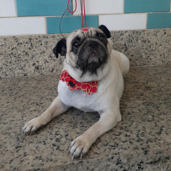 Foto 3 Lema Pet Shop