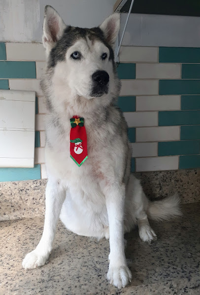 Foto 4 Lema Pet Shop