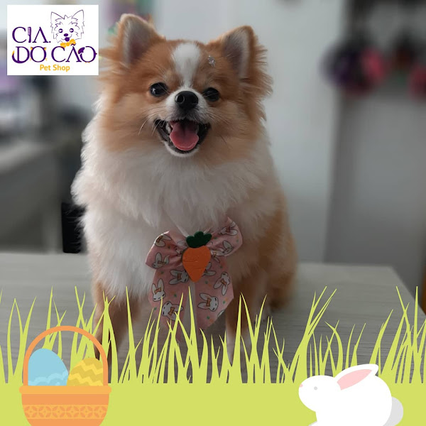 Foto 4 Cia do Cão Pet Shop