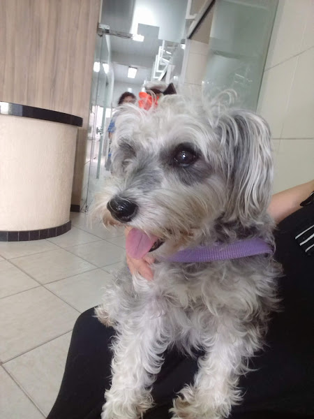 Recanto Animal - Clínica Veterinária e Pet Shop Recanto Animal - Clínica Veterinária e Pet Shop