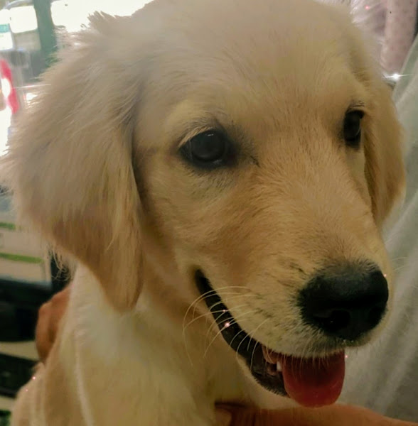 Foto 2 Organização Petaholic - Pet Shop Ltda