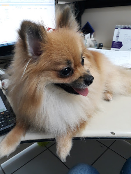 Foto 4 Organização Petaholic - Pet Shop Ltda