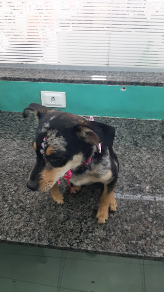 Foto 2 Petie Petshop