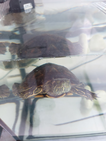 Foto 4 Petie Petshop