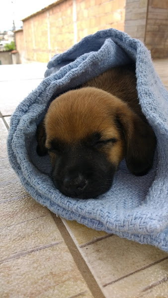 Foto 1 PET SHOP MANIA DE CÃO & GATO