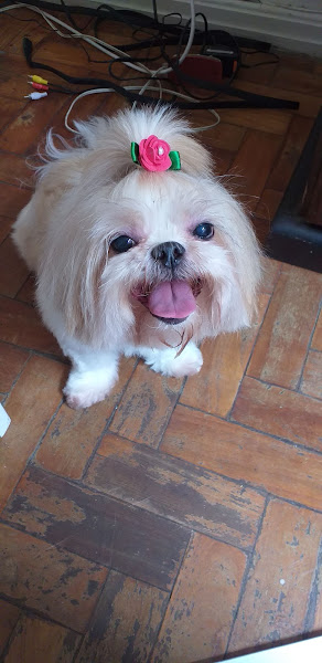 Foto 2 PET SHOP MANIA DE CÃO & GATO