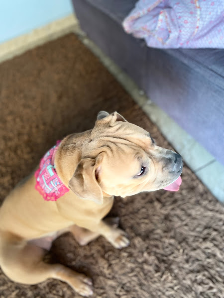 Foto 3 Petshop Gamarano