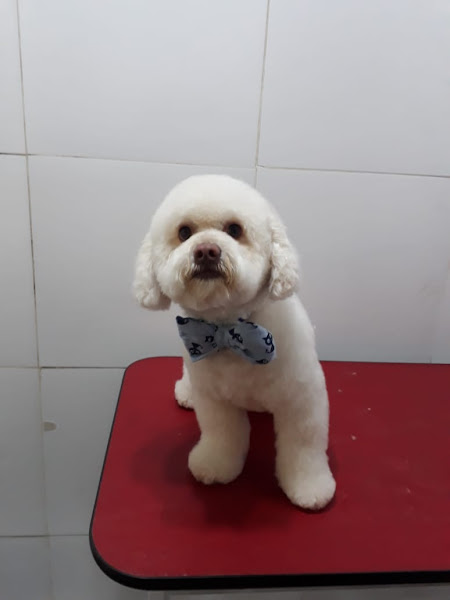 Foto 3 Estillo Pets Estética Animal e Pet Shop