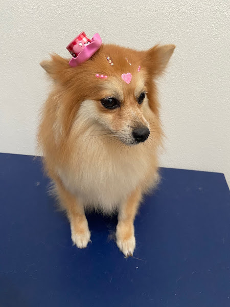 Foto 1 Pet Shop Pet & Gatô