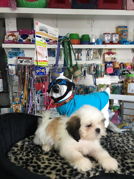 Foto 3 Pet Shop Dog Power