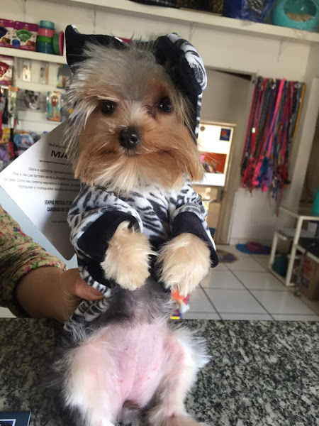 Foto 4 Pet Shop Dog Power