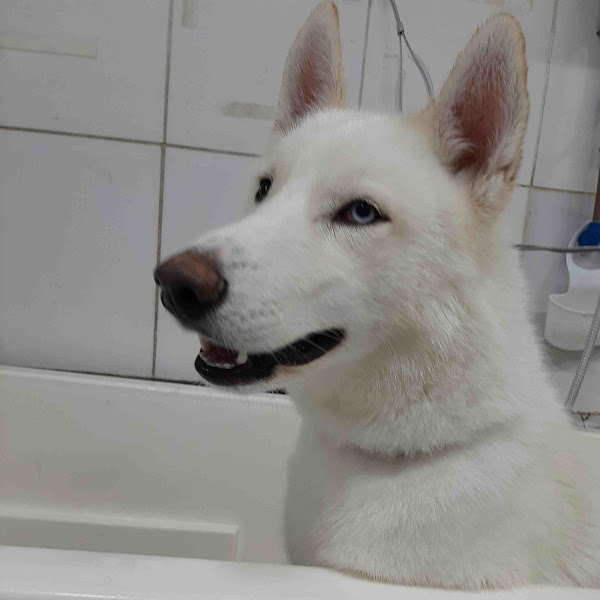 Foto 5 Home Pet - Pet Shop