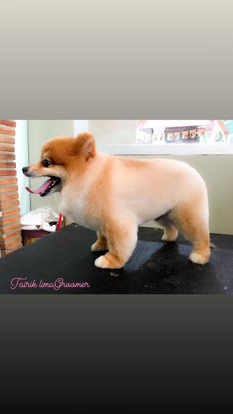 Foto 1 pet shop Pet & Food