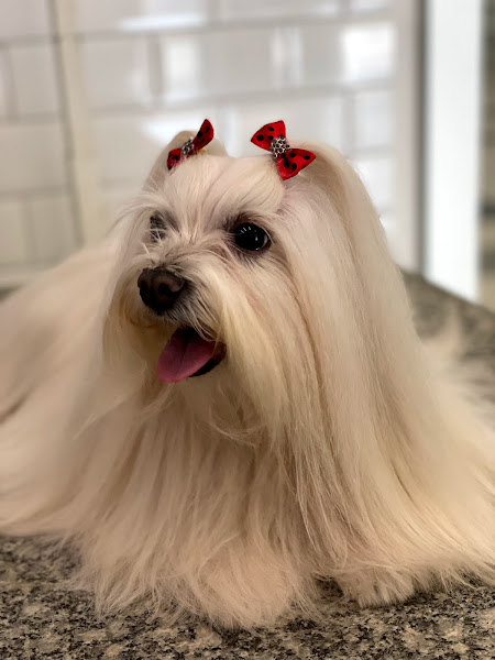 Foto 2 World Pets -Petshop