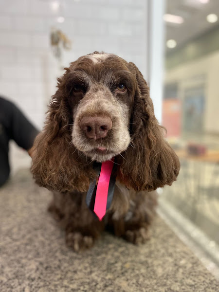 Foto 4 World Pets -Petshop