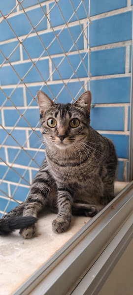 Foto 1 Mimar Pet Shop