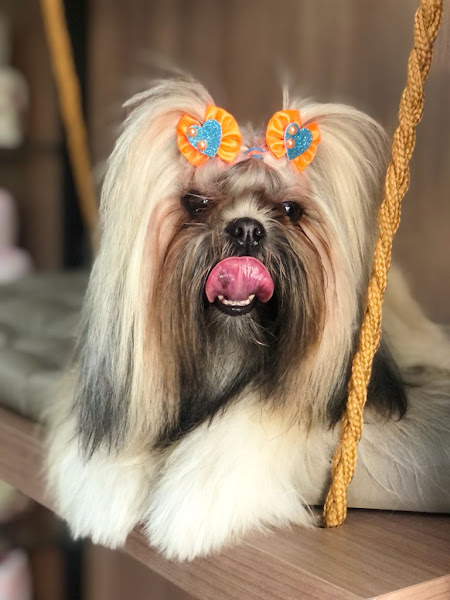 Aconchego Vet - Clínica Veterinária E Pet Shop