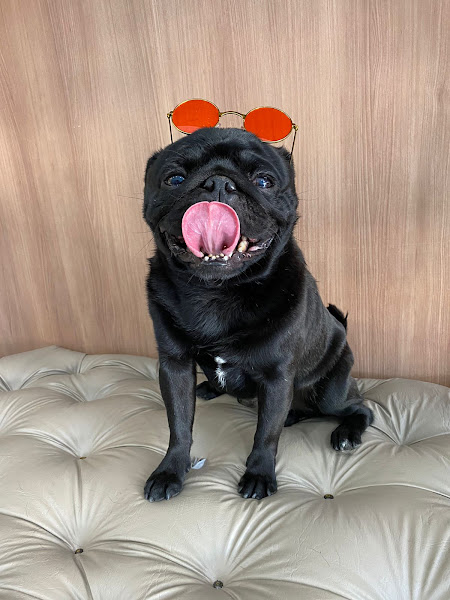 Foto 1 Aconchego Vet - Clínica Veterinária E Pet Shop