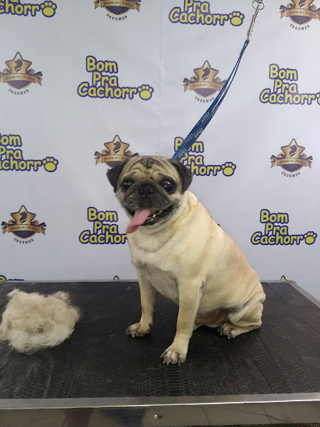 Foto 3 Bom Pra Cachorro