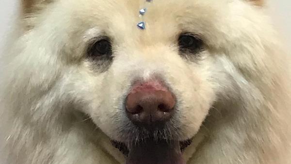 Foto 1 @caomaniababydog