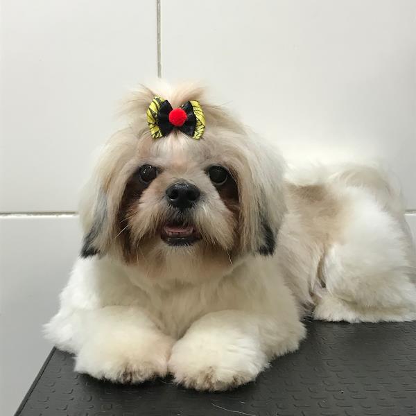 Foto 2 @caomaniababydog