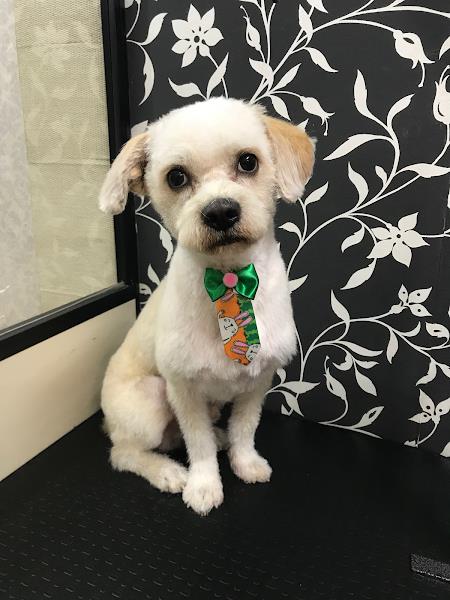 Foto 3 @caomaniababydog