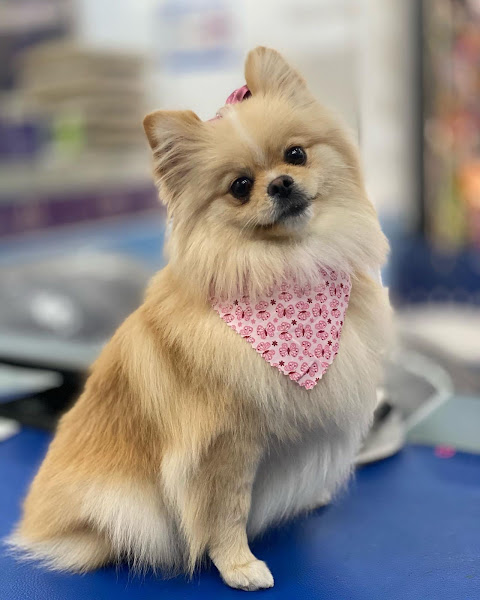 Foto 1 Pet Shop Lambeijos