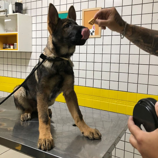 Foto 3 Pet Cães e Cia - Unidade OP