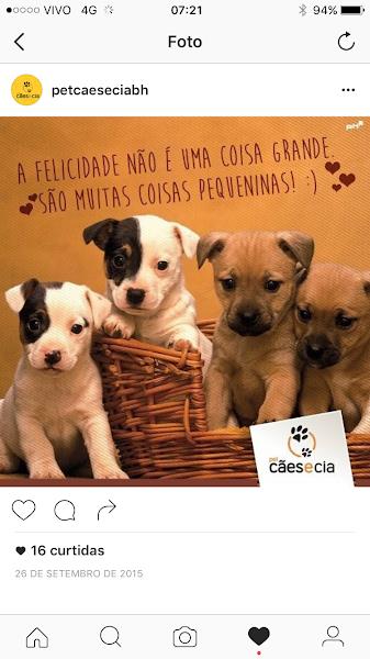 Foto 5 Pet Cães e Cia - Unidade OP