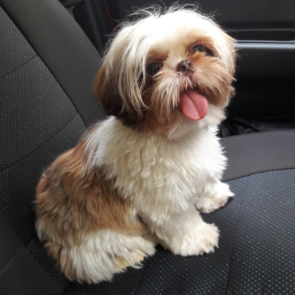 Foto 4 Pet Shop Vovó Laika