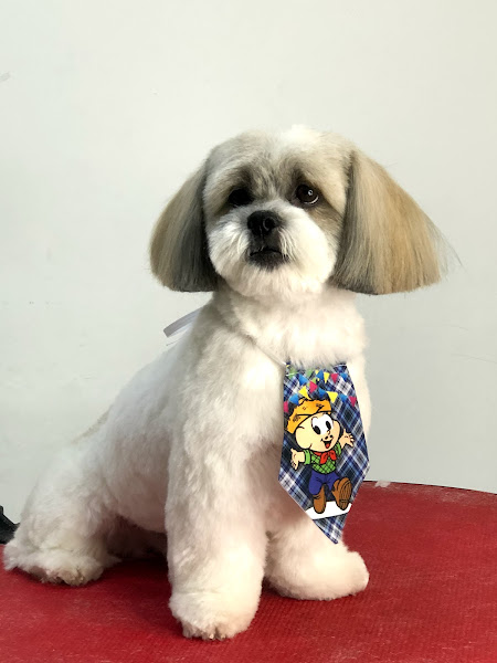 Foto 4 Shopping dos Animais