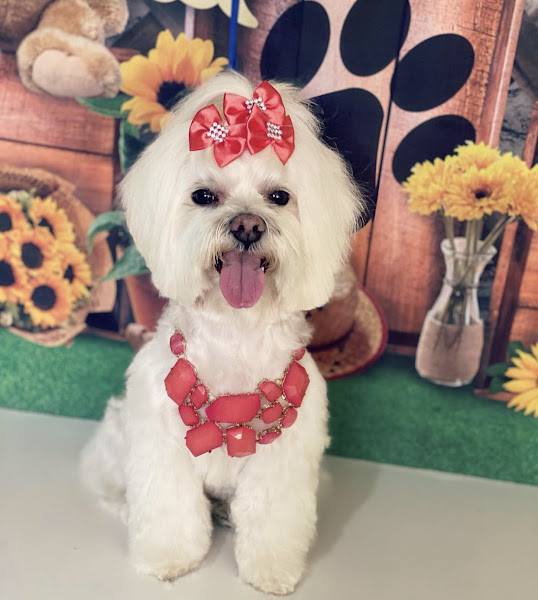 Foto 3 Meu Pet Foto 3 Meu Pet