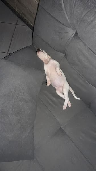 Foto 5 Pet Tuza Foto 5 Pet Tuza