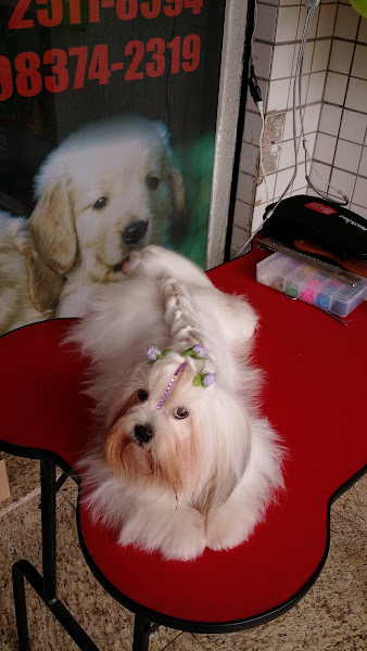 Foto 2 Estética Animal pet Sonhos