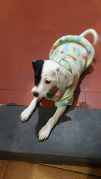 Foto 2 Território Animal