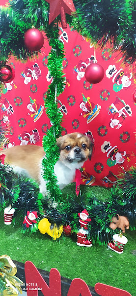 Pet shop conforto animal