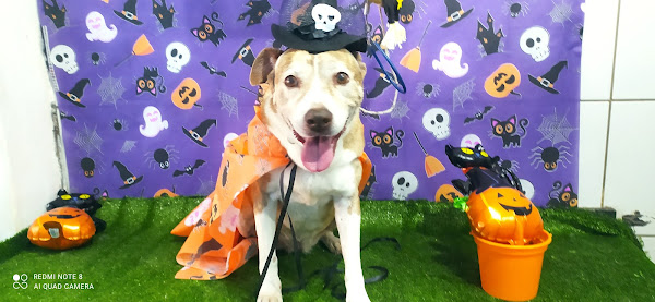 Foto 2 Pet shop conforto animal