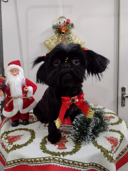 Foto 1 Pet Shop Rações Ponto Cão