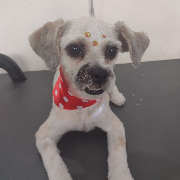 Foto 3 Pet Shop Rações Ponto Cão