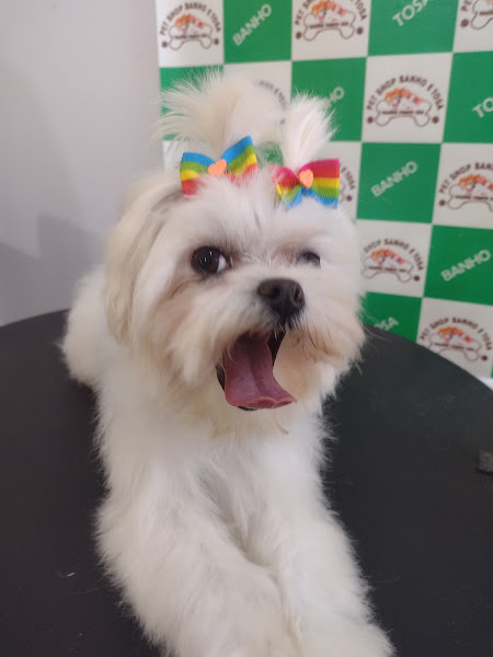 Foto 4 Pet Shop Rações Ponto Cão