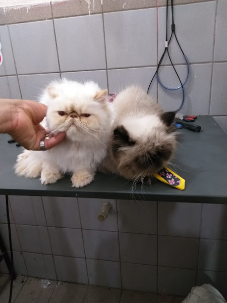 Foto 2 Pet Shop Canto Da Fênix