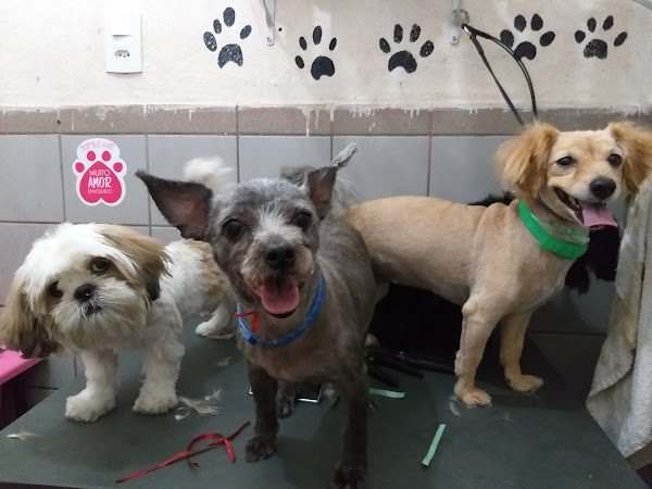 Foto 4 Pet Shop Canto Da Fênix