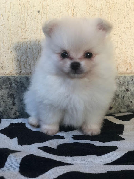 Foto 1 FILHOTES ON LINE