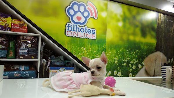 Foto 2 FILHOTES ON LINE